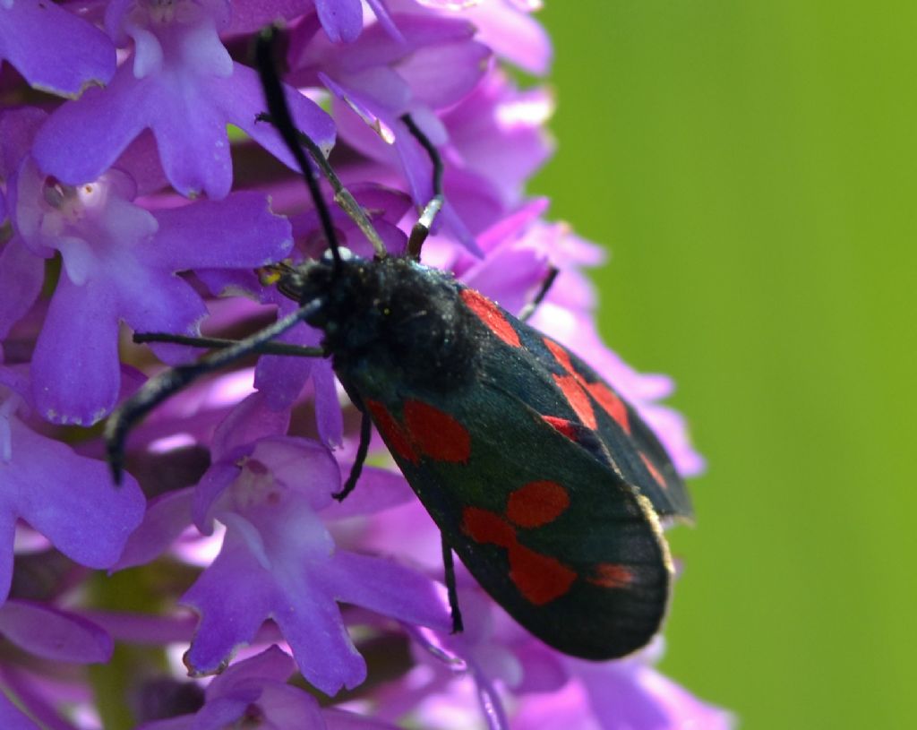 Zygaena filipendulae?